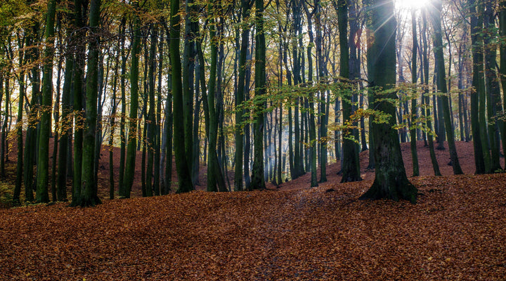 Optimize Your Remaining Bar Prep: How to Focus on What's Important on the Bar Exam